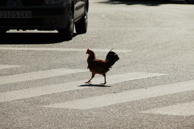 chicken-highway